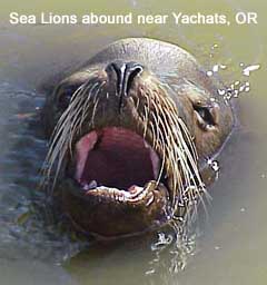 Sea Lions abound on the Oregon Coast near Yachats, OR